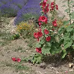 Le Petit Labouret Vendégház