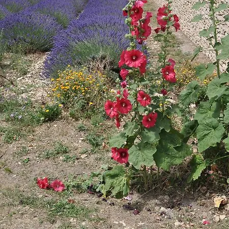 Le Petit Labouret Vendégház