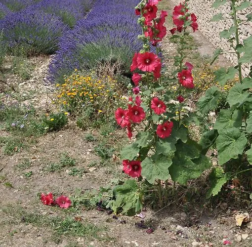 Le Petit Labouret Affittacamere